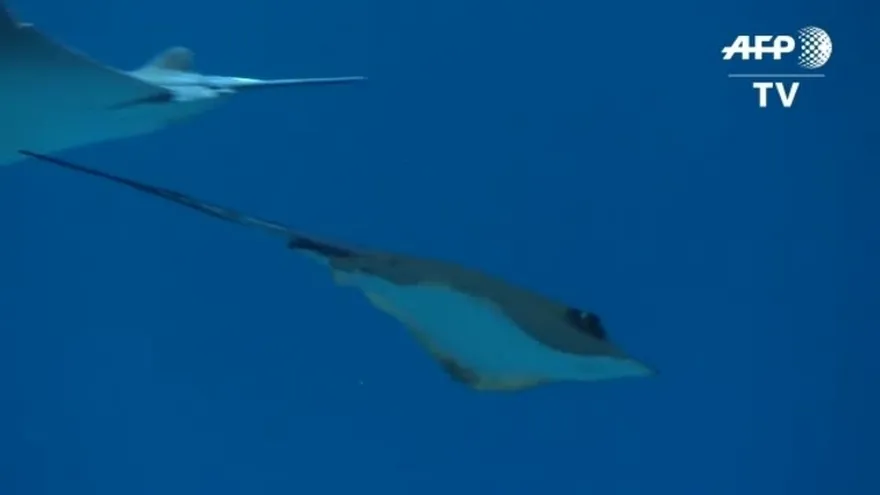 AquaRio, el acuario más grande de Sudamérica