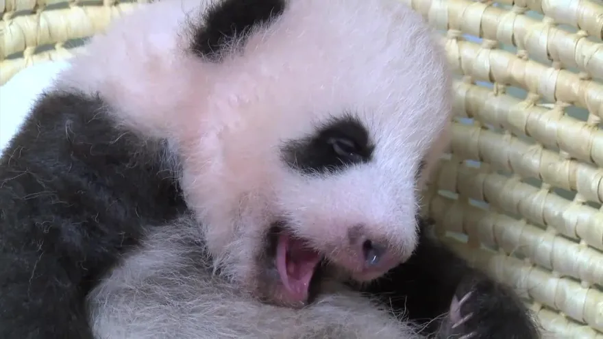 Bebé panda de Tokio cumplió dos meses en plena forma