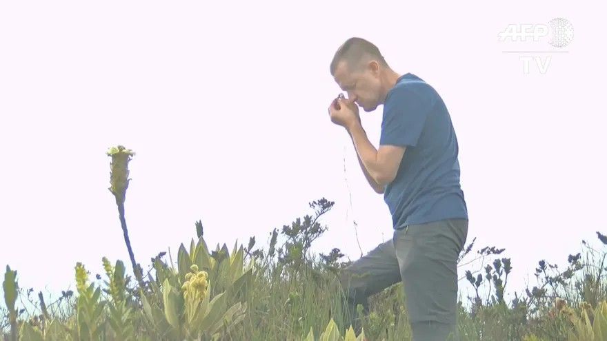 Descubren especie de frailejón en Colombia, clave en la preservación del agua