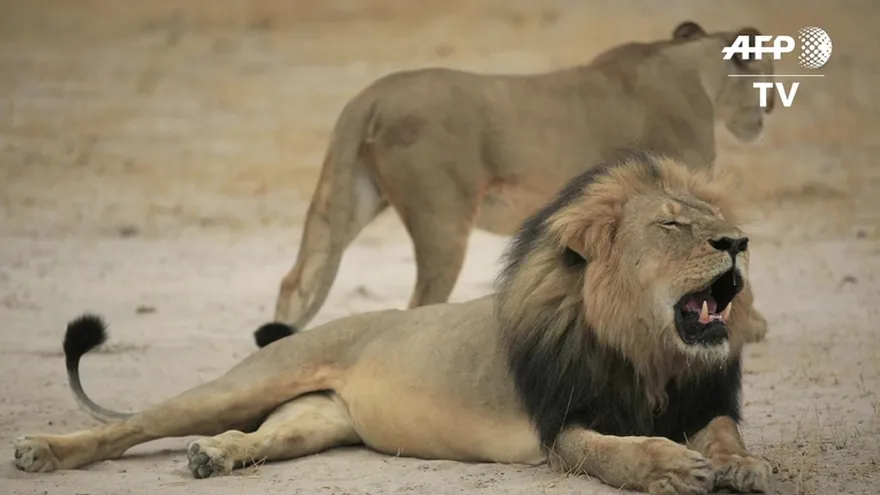 Estadounidense acusado de matar a león en Zimbabue