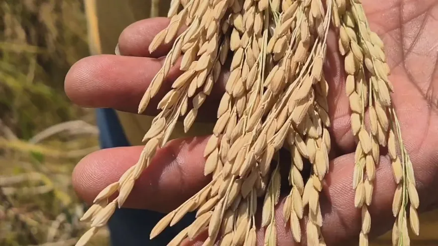 Cosecha de arroz en riesgo por importación