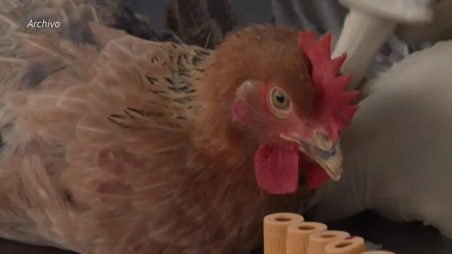 China confirma primer contagio humano de cepa de gripe aviar