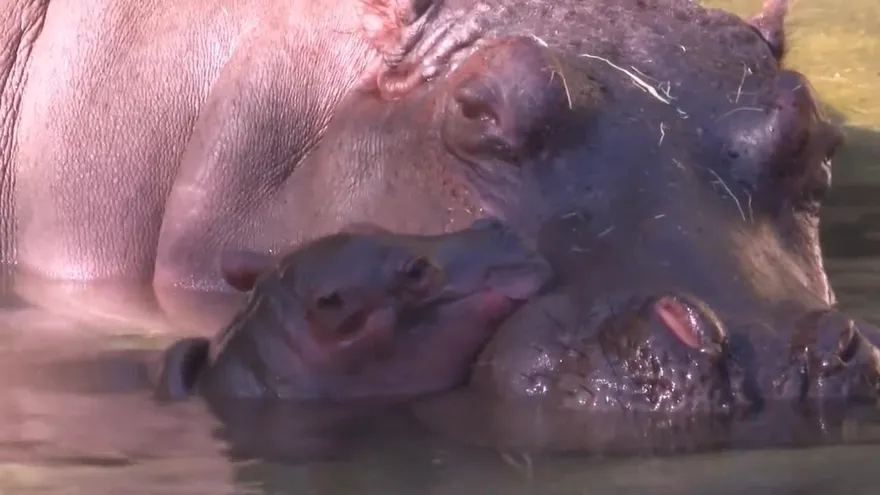Nace primer hipopótamo en 13 años en un parque de Disney en Florida