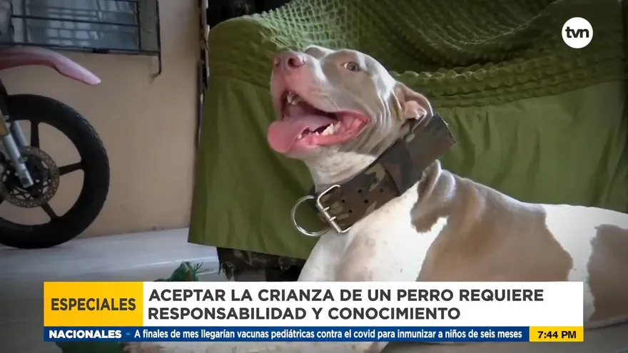 ¿Cuándo un perro se convierte en fiera?