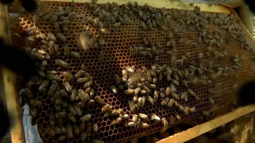 Abejas mieleras.
