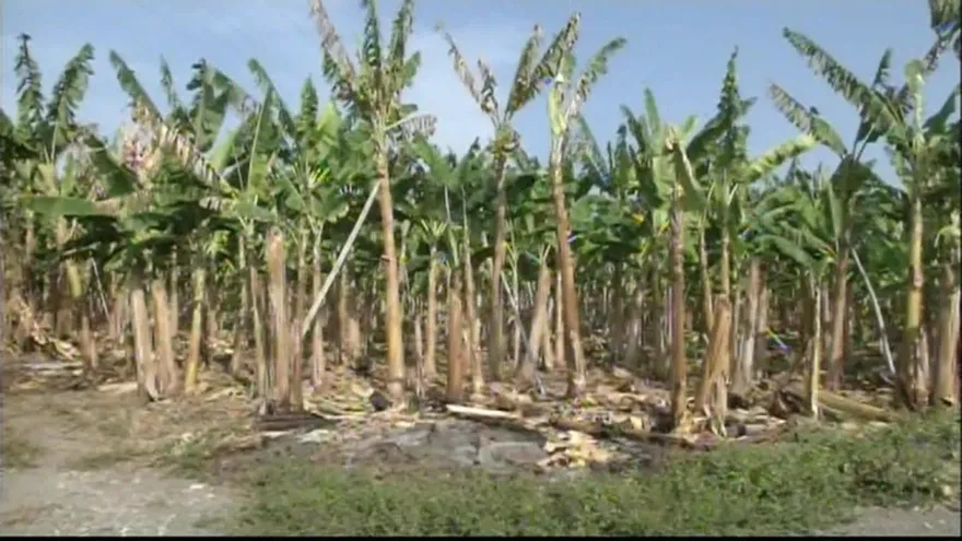 Peligra cosecha de plátano en Barú, productores piden reunión con el Mida