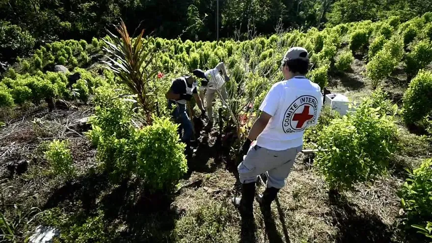 Los desaparecidos de los cultivos cocaleros en Colombia