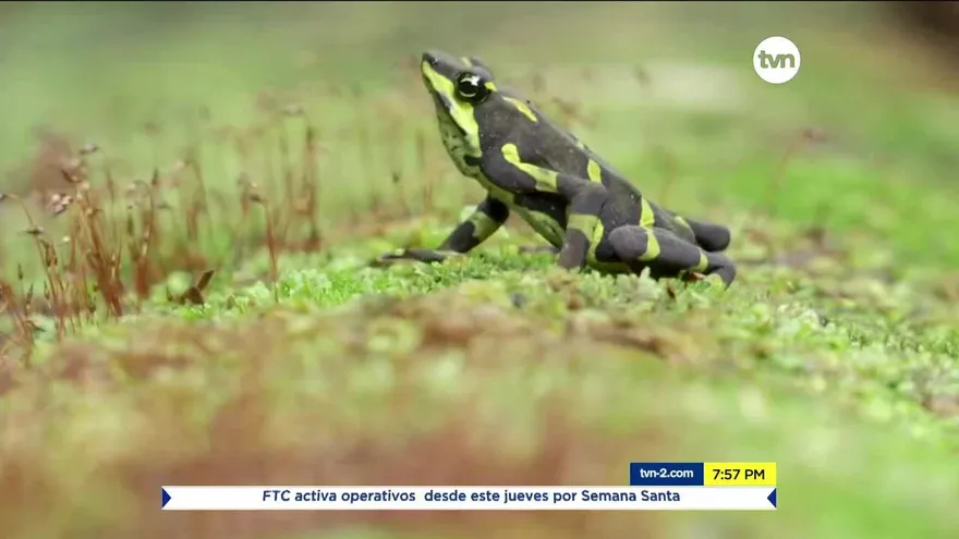 Biólogos encuentran rana que se creía extinta en Panamá