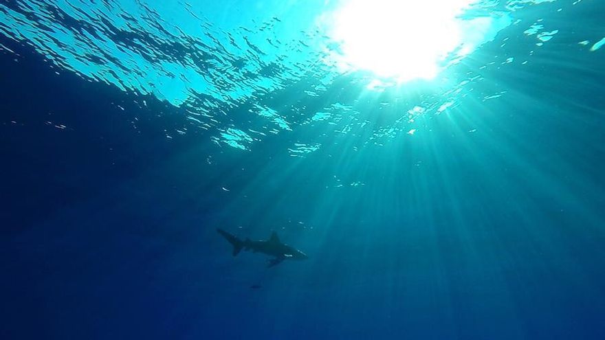 Según el informe anual de 2019 del ISAF (siglas en inglés del Archivo Internacional de Ataques de Tiburón), de la Universidad de Florida, se registraron ese año un total de 140 incidentes entre tiburones y personas