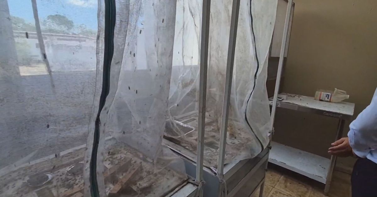 La UTP apuesta por bioconversión de residuos con larvas de mosca soldado negra