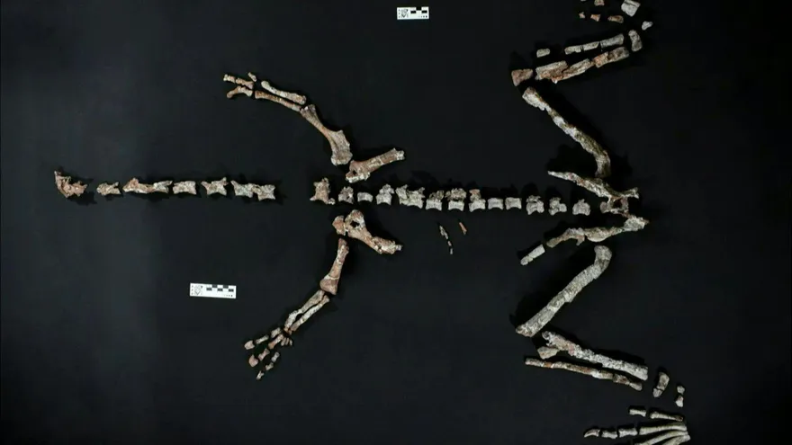 Esqueleto de Huayracursor jaguensis