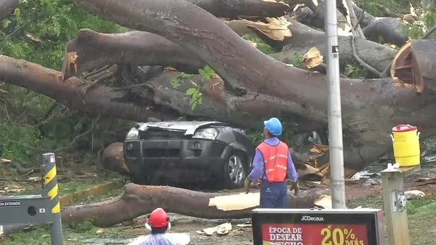 Demanda al Estado por niño que murió al caerle un árbol encima