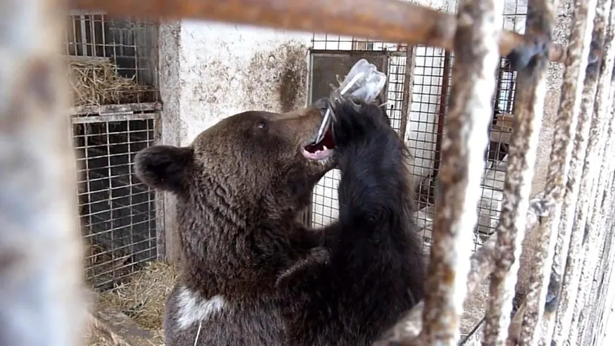 Oso pardo ataca a excursionista