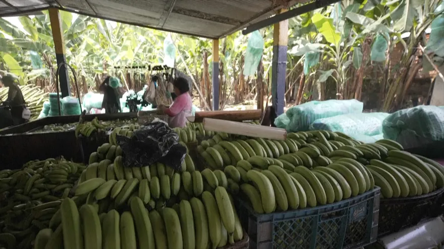 Fincas en Ecuador resultan afectadas por la guerra en Ucrania