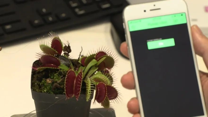 Combinar tecnología y naturaleza para crear 'robots-plantas'