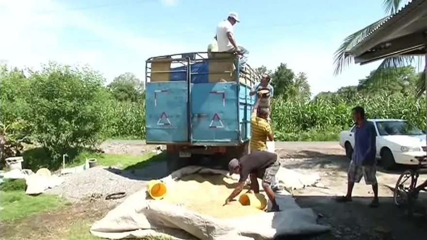Productores en Chiriquí pierden miles de quintales de arroz