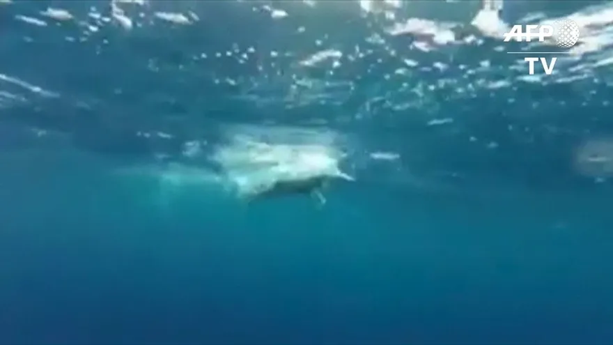 Japonés de 73 años bate récord al cruzar estrecho de Tsugaru