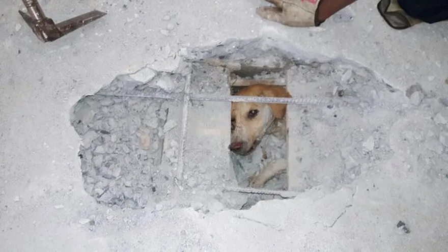 Mascota se encontraba atrapada debajo de una losa