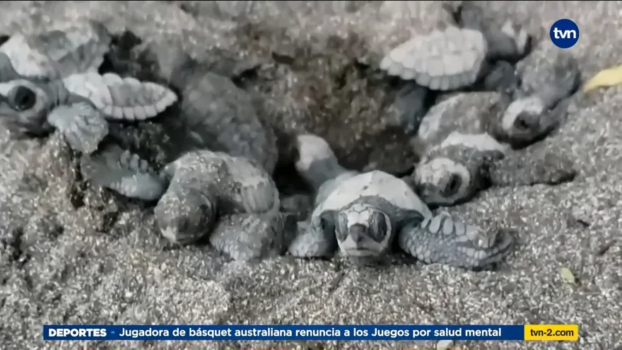 Mundo Verde: Tortugas Marinas