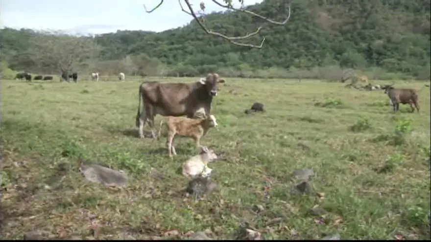 Casos de hurto pecuario en aumento