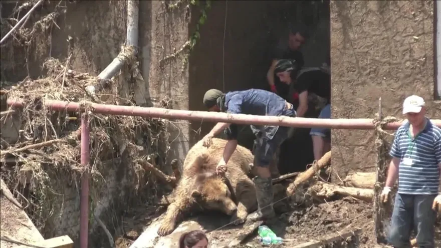 Personas y animales víctimas de inundación en Georgia