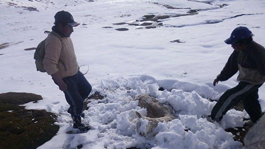 Bolivia: Frío provoca mortandad de ganado