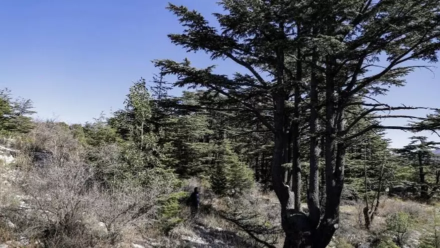 Nabil Nemer, un entomólogo y ecologista libanés, camina a través del Bosque de Reserva de Cedros de Tannourine en las montañas del Líbano al noreste de la capital.