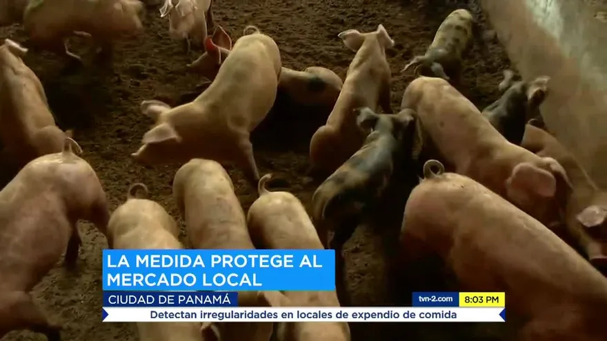 Panamá se blinda contra la importación de cerdo