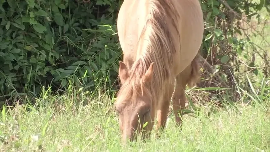 Mueren caballos en Coclé por encefalitis equina