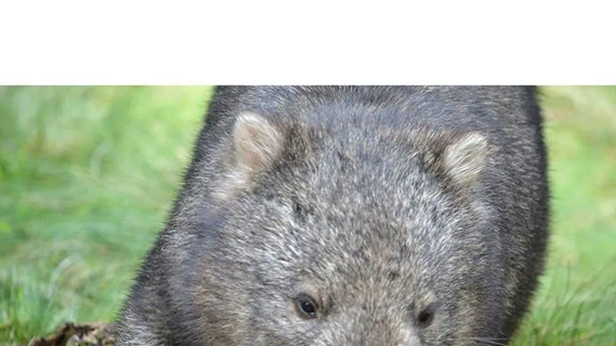 Una enfermedad sarnosa amenaza a dos especies de wombat en Australia
