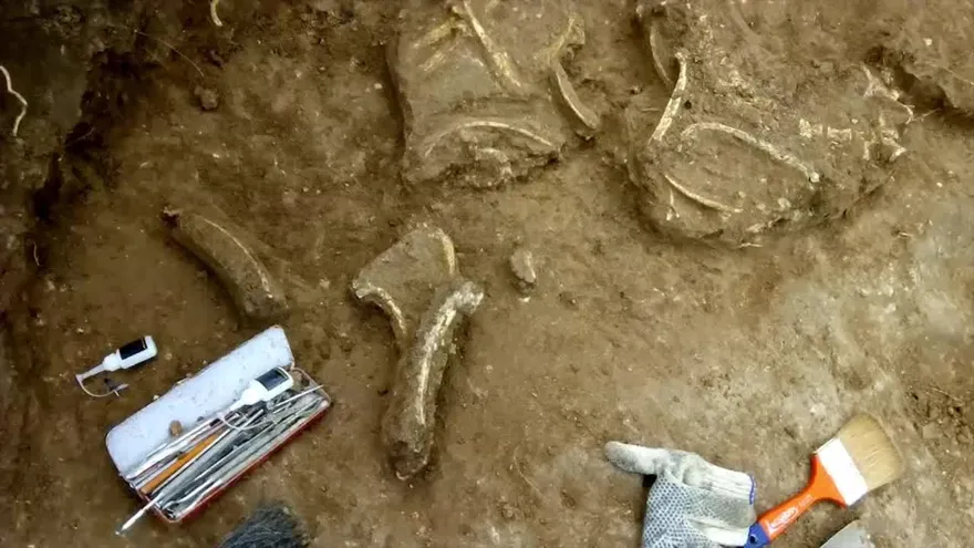 Descubren fósil de ciervo prehistórico en Argentina