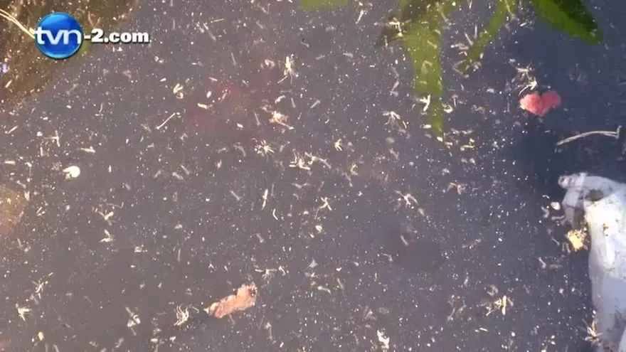 Aumentan cifras por Dengue y Chikungunya