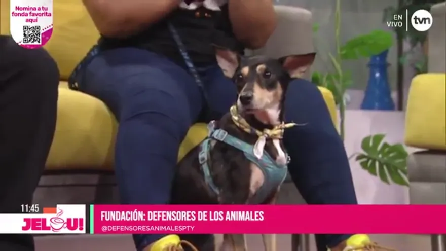 Mascotas: rescates increibles