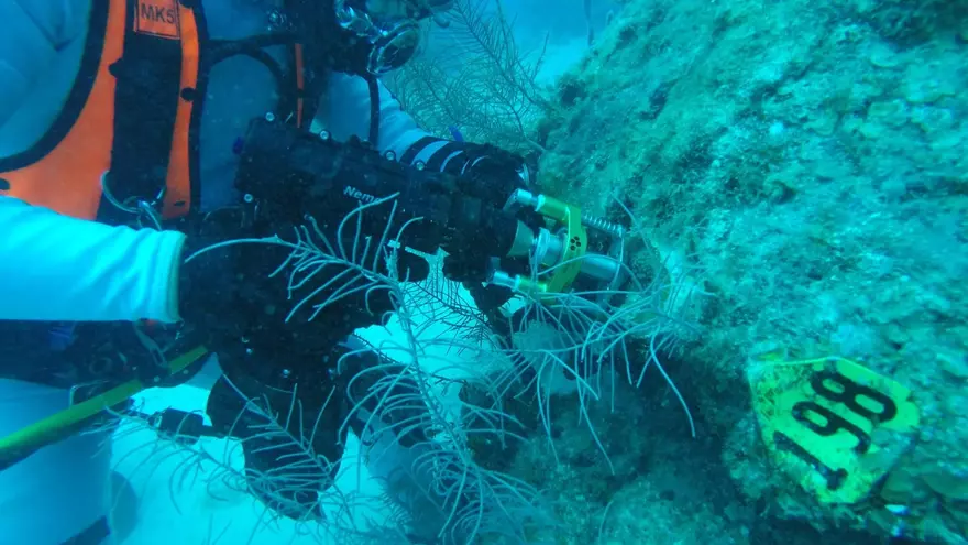 Fotografía de archivo cedida por la Administración Nacional de la Aeronáutica y del Espacio estadounidense (NASA) donde aparece un buceador de la vigésimo segunda Misión de Operaciones en Ambientes Extremos de la NASA (NEEMO) mientras recolecta muestras usando herramientas proyectadas para futuras misiones de exploración espacial