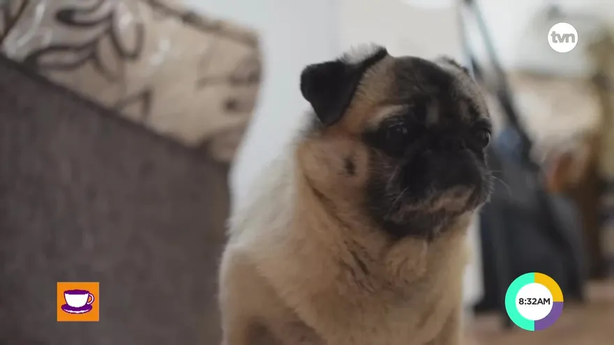 Genz conoció a los perros K-9, ¡conocelos tú también!