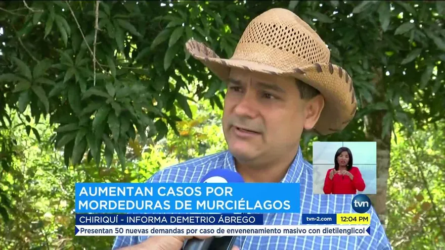 Ganaderos chiricanos piden soluciones por ataques de murciélagos