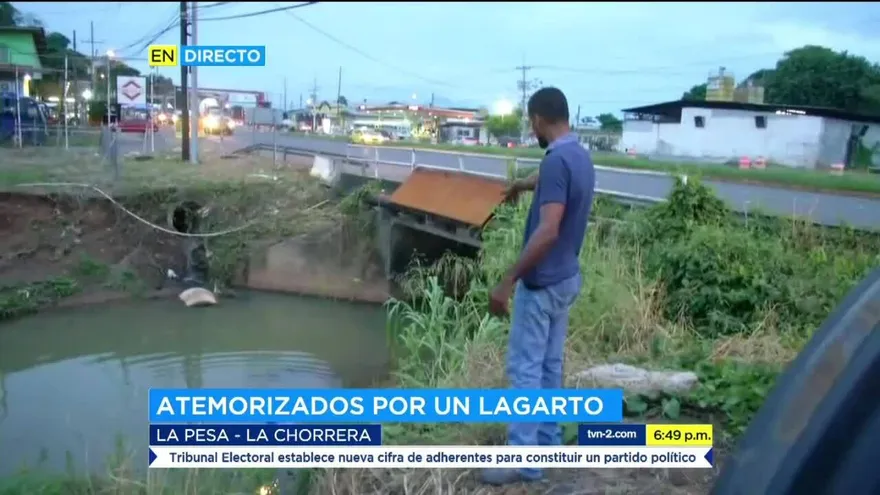 Moradores de La Pesa atemorizados por presencia de lagartos