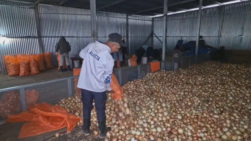 Sobreproducción de papa y cebolla provoca caída de precios de los principales rubros de Tierras Altas
