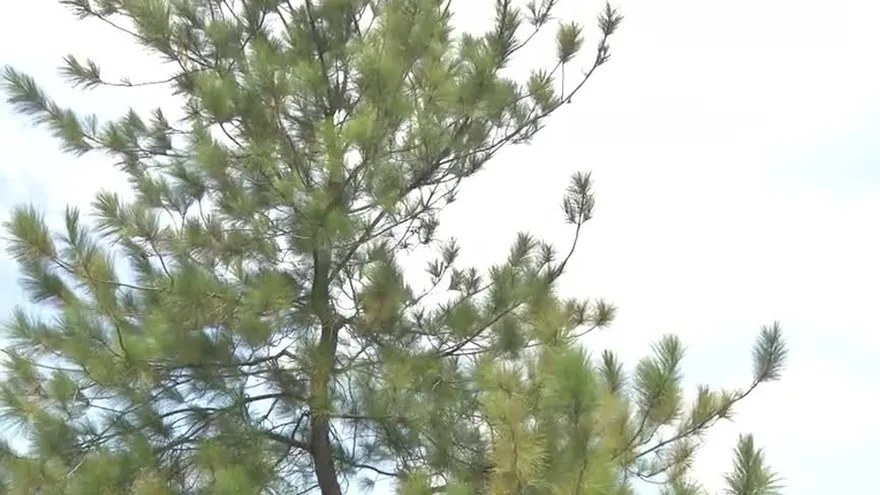 Fuertes vientos siguen presentándose en la Ciudad de Panamá