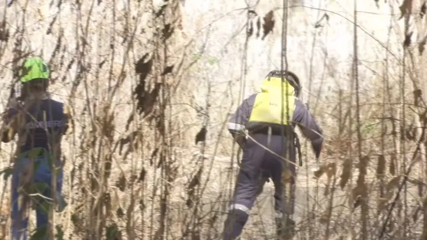 Mega simulacro de incendio vegetal: bomberos y estamentos culminan con éxito la extinción del fuego