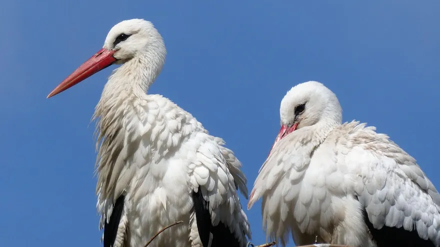 Imágen con fines ilustrativos de cigüeñas