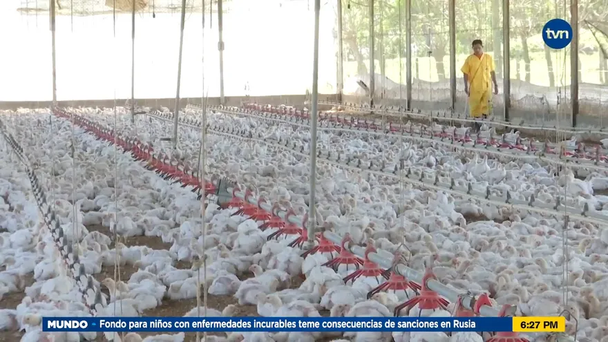 Autoridades sanitarias en alerta por riesgo de ingreso de influenza aviar