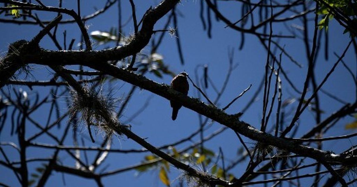 Cuarenta nuevas especies migratorias tendrán una protección internacional