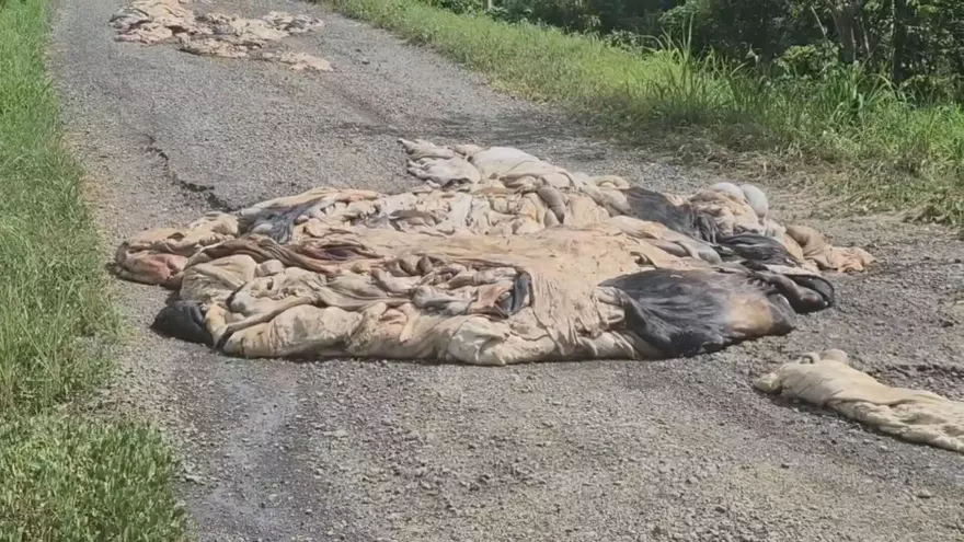 Los cueros de ganado vacuno que fueron encontrados en un camino rural de Veraguas