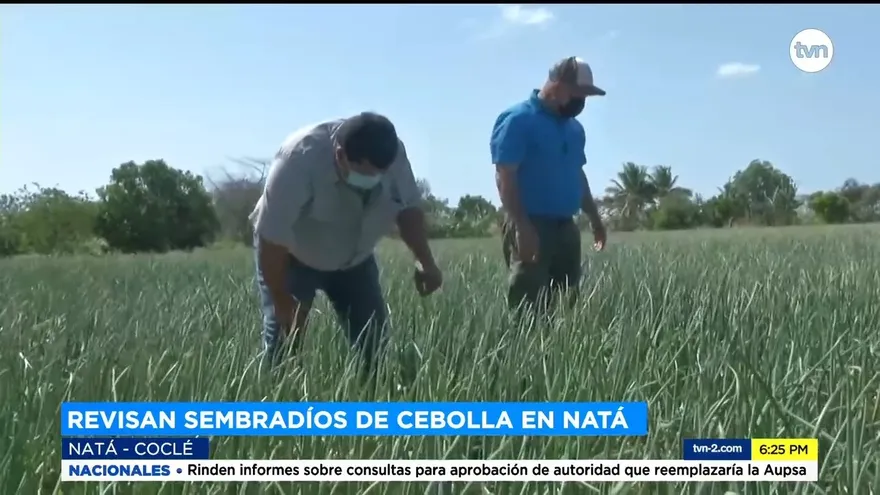 Inspeccionan sembradíos de cebollas en Natá