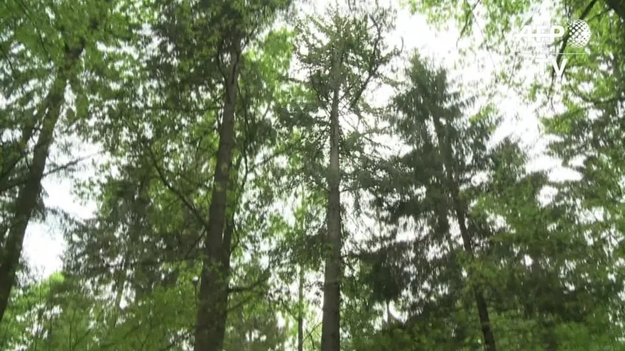 Tala contra los escarabajos en un paraíso natural polaco