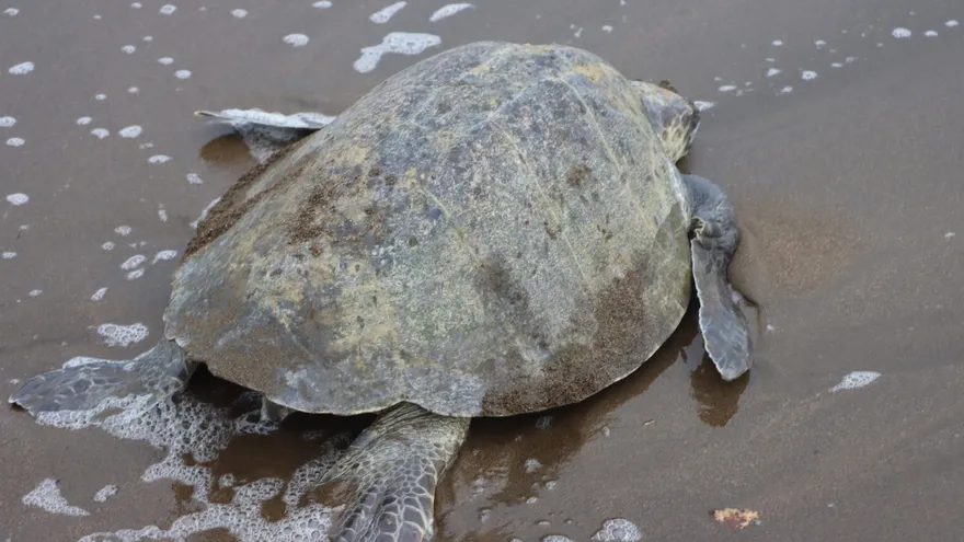 Panamá redobla esfuerzos para la conservación de tortugas marinas