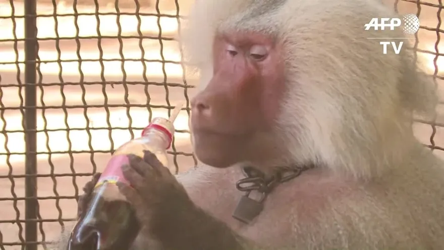 Siria: el simio “Feliz” es el último residente del zoo de Alepo