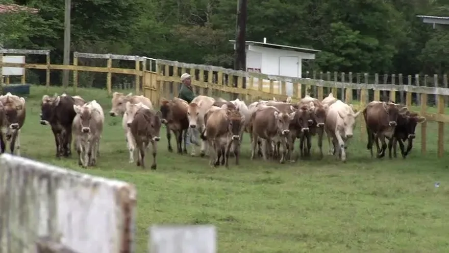 Importación millonaria de carne