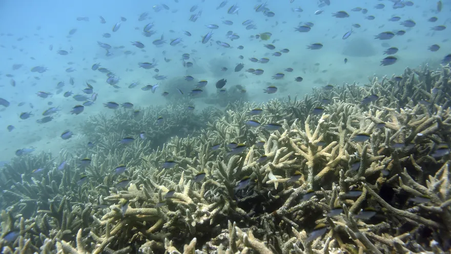 Peces tropicales nadando entre la Gran Barrera de coral en la isla de Keppel, Australia.